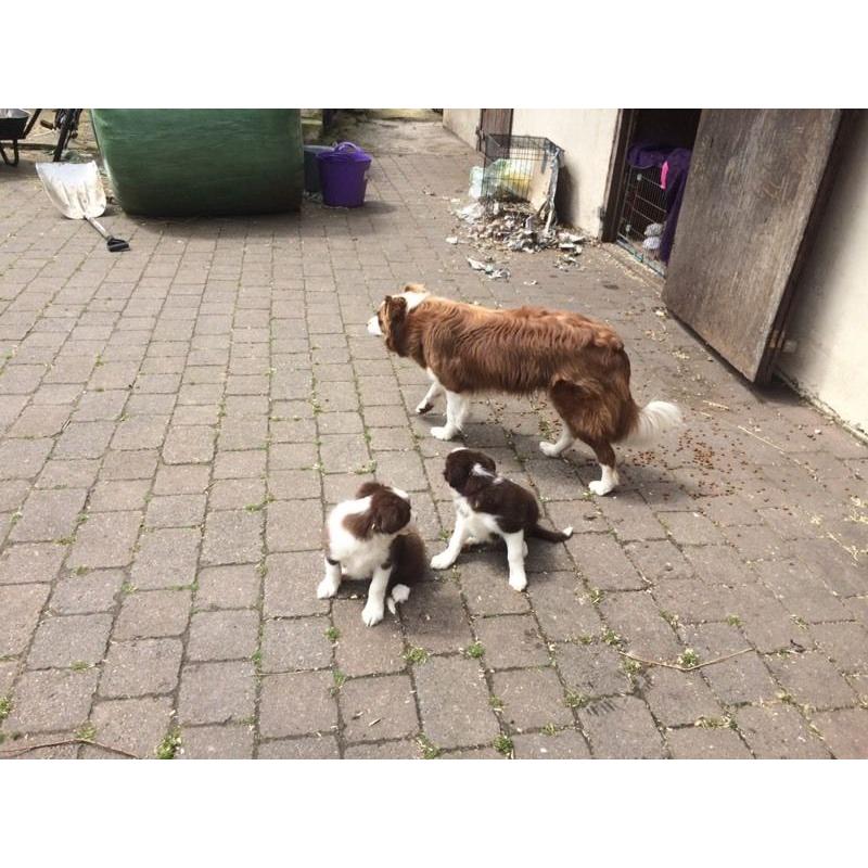 BORDER COLLIE PUPPIES