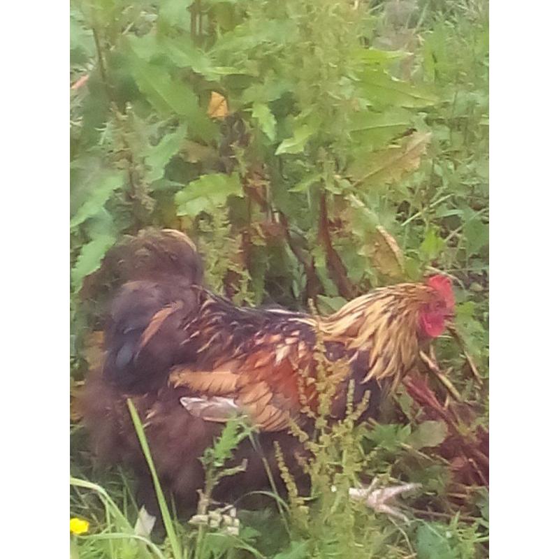 GOLD LACED ORPINGTON MALE 1 YEAR OLD IMMPRESSIVE BIRD