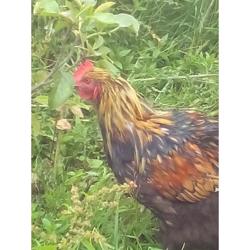 GOLD LACED ORPINGTON MALE 1 YEAR OLD IMMPRESSIVE BIRD