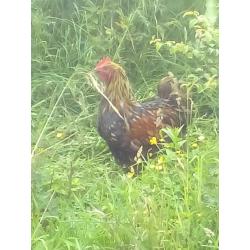 GOLD LACED ORPINGTON MALE 1 YEAR OLD IMMPRESSIVE BIRD