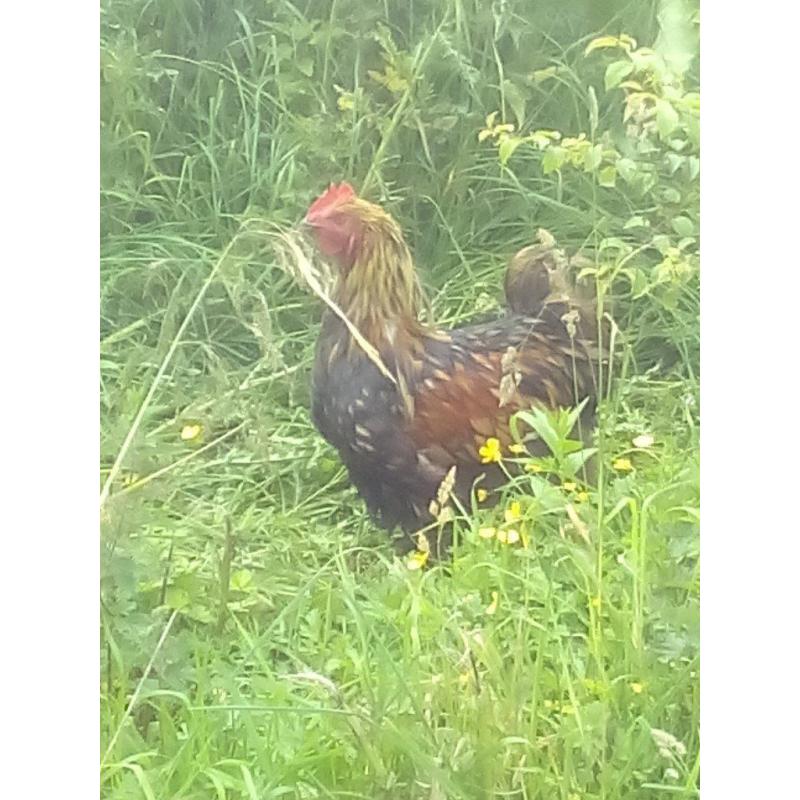 GOLD LACED ORPINGTON MALE 1 YEAR OLD IMMPRESSIVE BIRD
