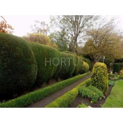YOUR GARDEN NEEDS ME , fencing , hedge cutting , tree services , turf, decking ,paving