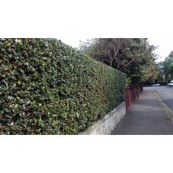 YOUR GARDEN NEEDS ME , fencing , hedge cutting , tree services , turf, decking ,paving
