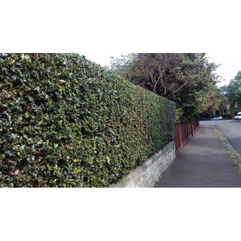 YOUR GARDEN NEEDS ME , fencing , hedge cutting , tree services , turf, decking ,paving