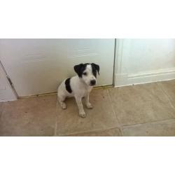 Jack Russell puppies