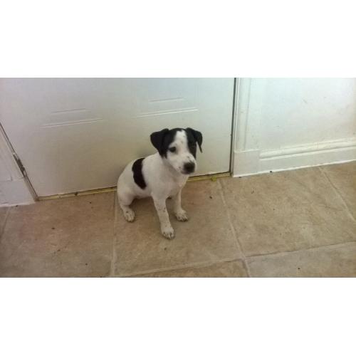 Jack Russell puppies