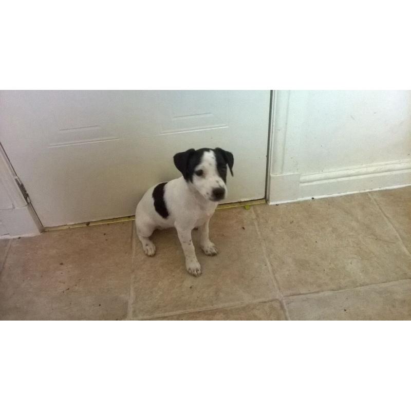 Jack Russell puppies