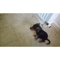 Jack Russell puppies