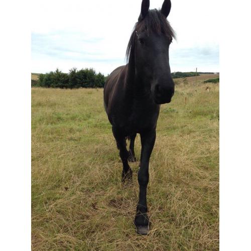 friesian horse