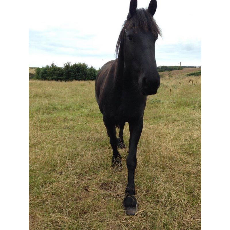 friesian horse