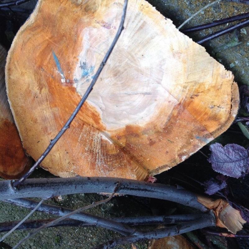 50 years old Dark Cherry wood - a tree newly cut down. Beautiful hard wood = carving, DIY. 5' pieces