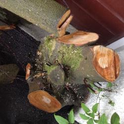 50 years old Dark Cherry wood - a tree newly cut down. Beautiful hard wood = carving, DIY. 5' pieces