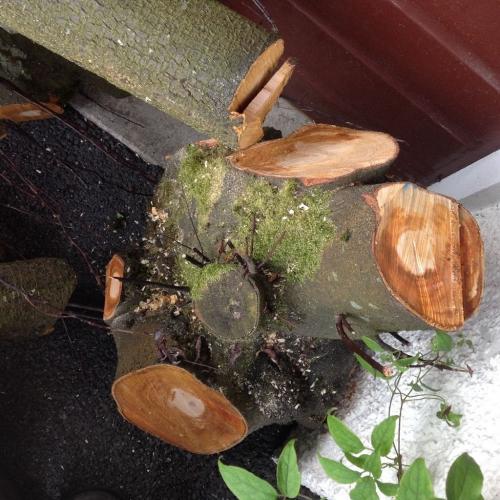 50 years old Dark Cherry wood - a tree newly cut down. Beautiful hard wood = carving, DIY. 5' pieces