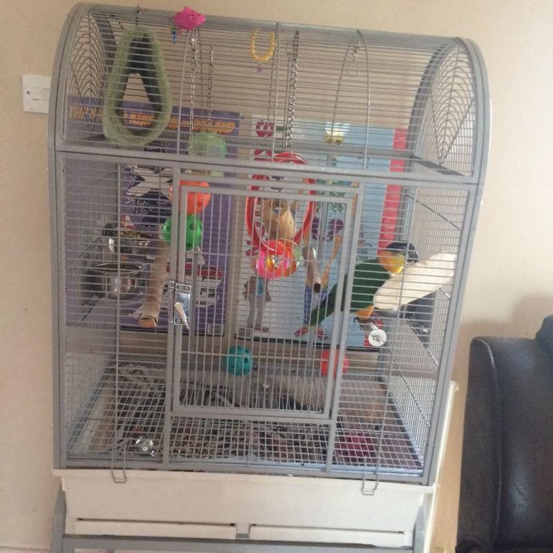 parrot for sale
