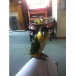 parrot for sale