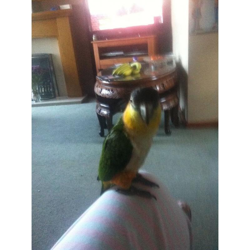 parrot for sale