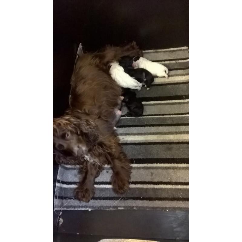 6 COCKAPOO PUPPYS