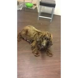 6 COCKAPOO PUPPYS