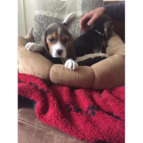 Beagle Puppies For Sale