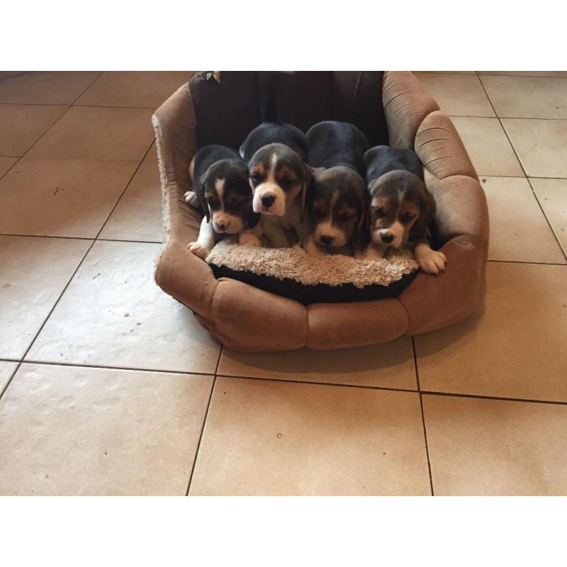 Beagle Puppies For Sale