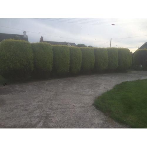 Free trees to cut down for fire wood