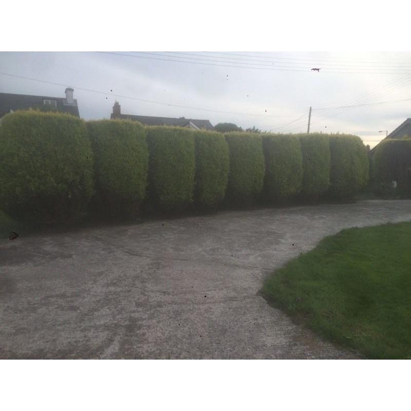 Free trees to cut down for fire wood