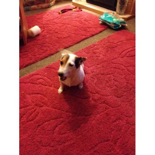 ?? JACK RUSSELL GIRL ??