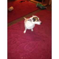?? JACK RUSSELL GIRL ??