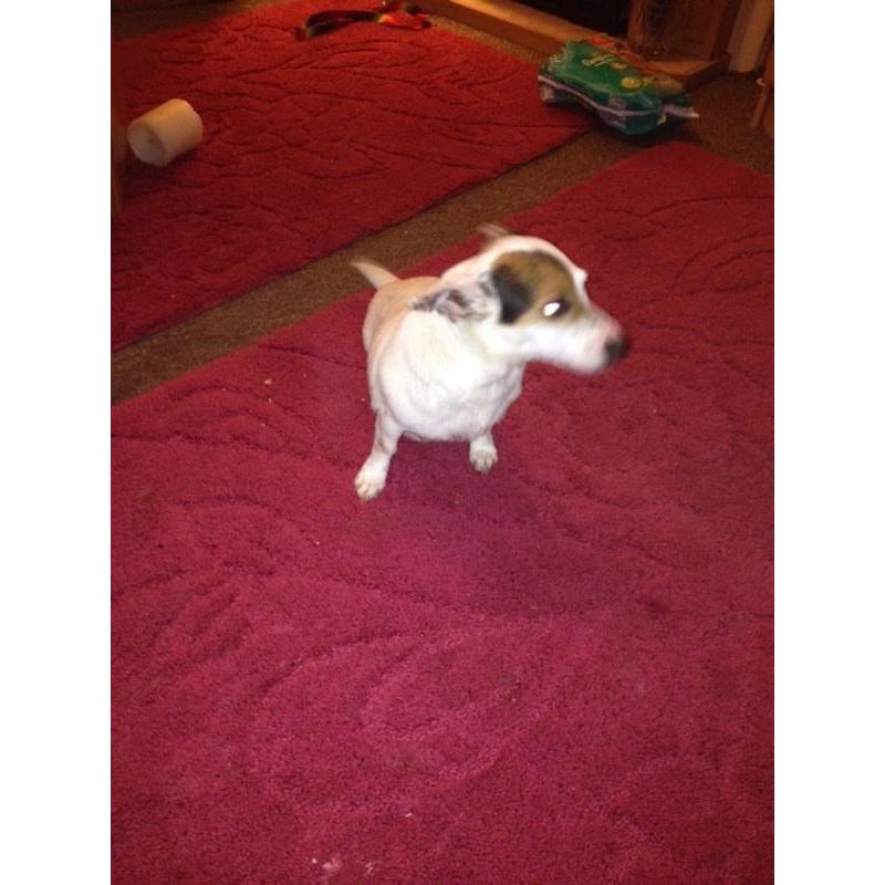 ?? JACK RUSSELL GIRL ??