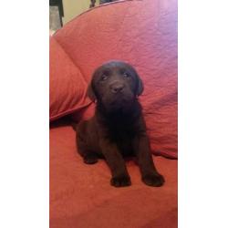 Beautiful litter of kc registered Chocolate Labrador puppies