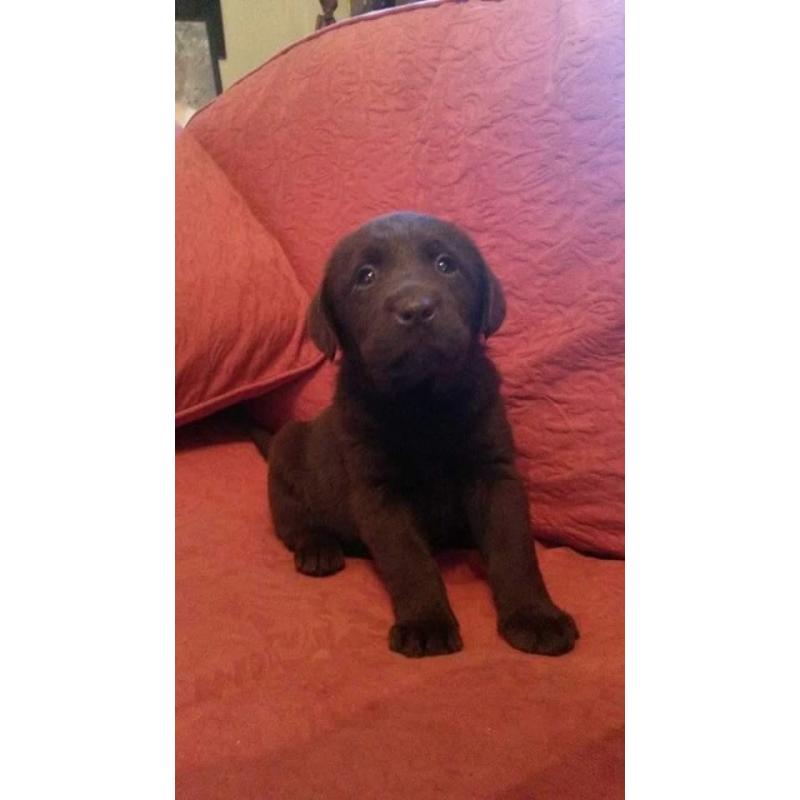 Beautiful litter of kc registered Chocolate Labrador puppies
