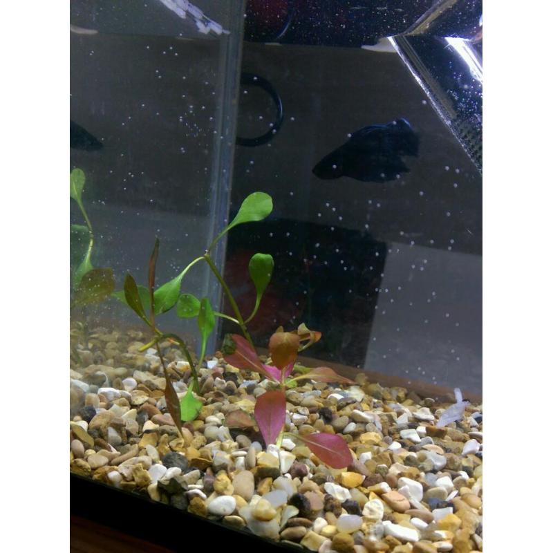 Siamese fighter/Betta with tank *can deliver*