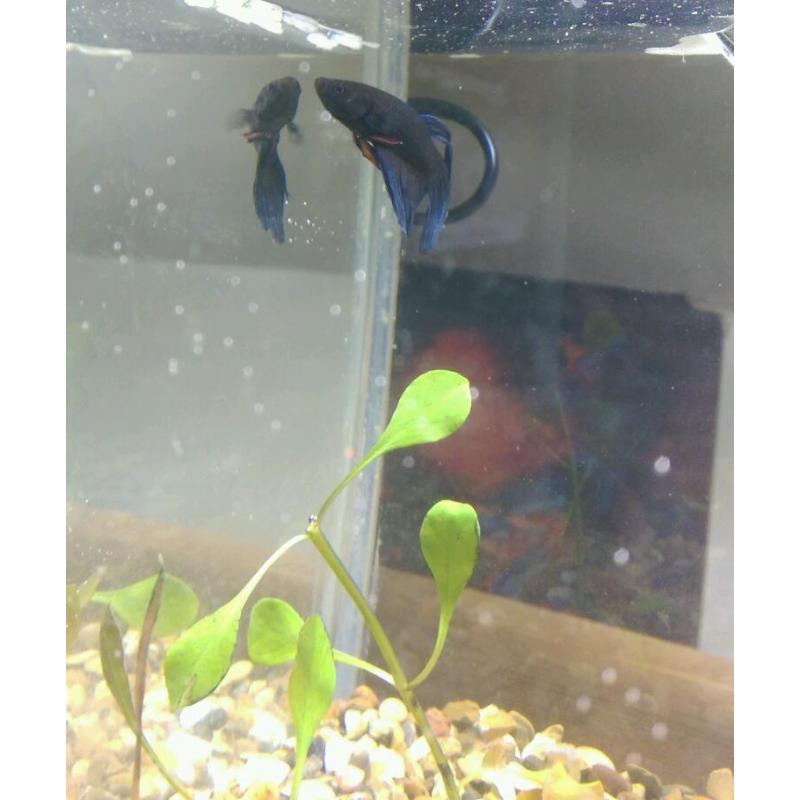 Siamese fighter/Betta with tank *can deliver*