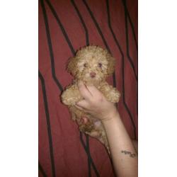 tiny toy poodle puppies full pedigree with papers ready now apricot boys