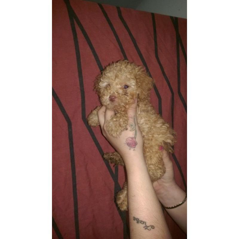 tiny toy poodle puppies full pedigree with papers ready now apricot boys