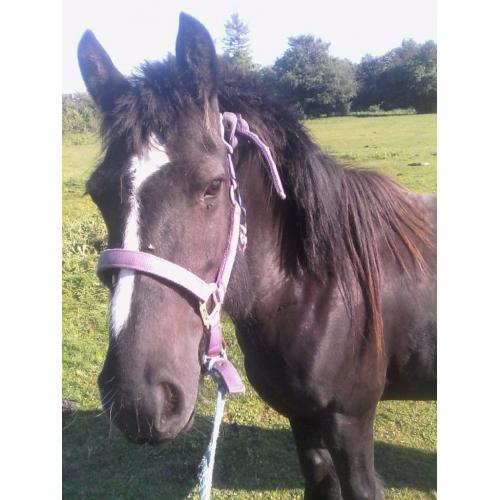 black mare with filly for sale