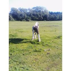 black mare with filly for sale