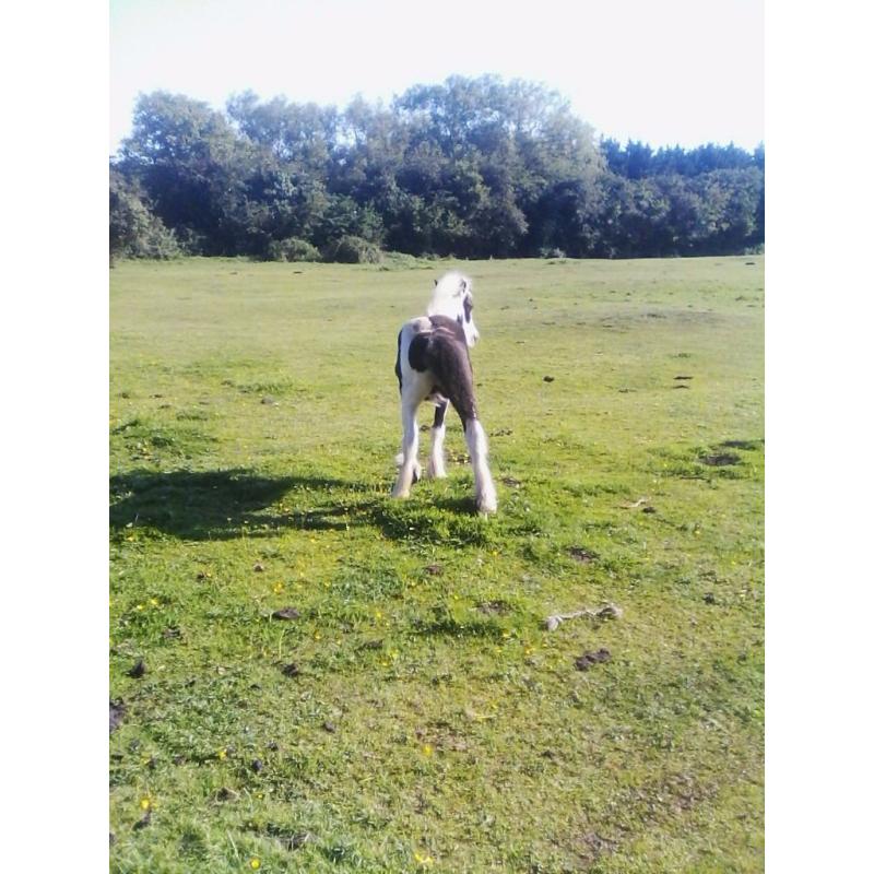 black mare with filly for sale