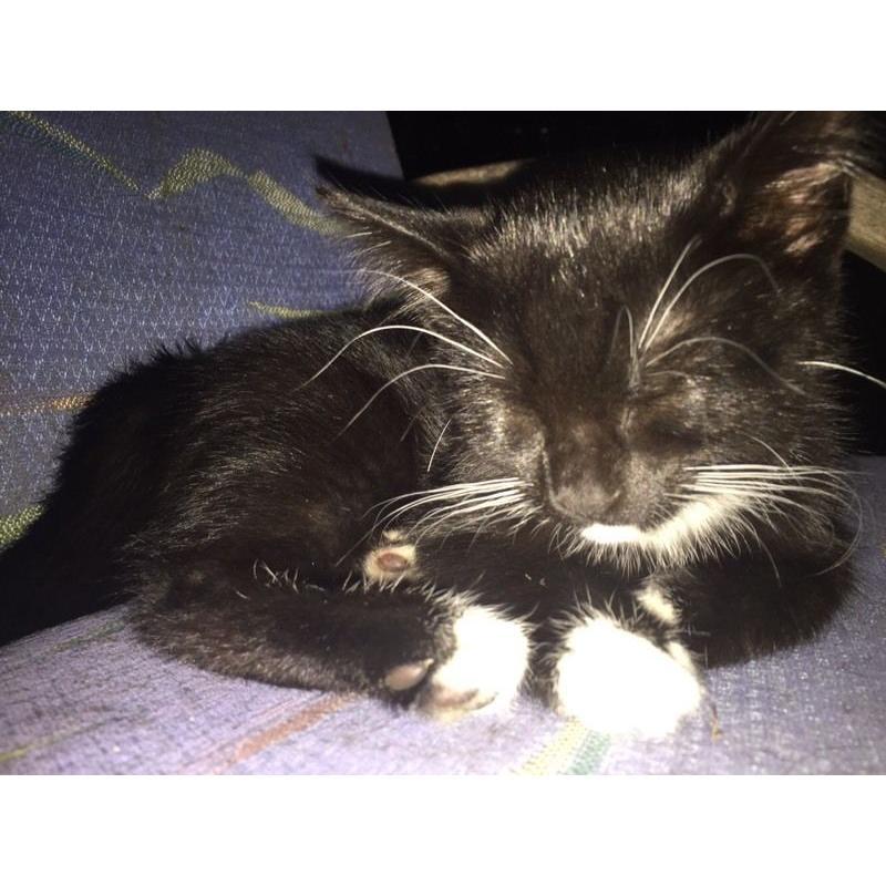 Black and white British shorthair female kitten
