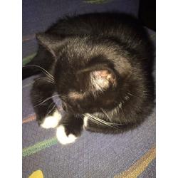 Black and white British shorthair female kitten