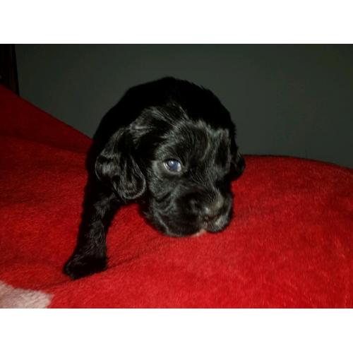 Reduced. Black cocker spaniel bitch. Last of litter