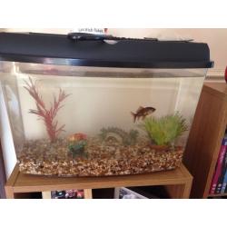Gold fish and tank