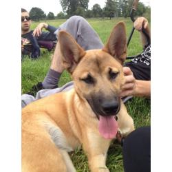 husky X German Shepherd female puppy