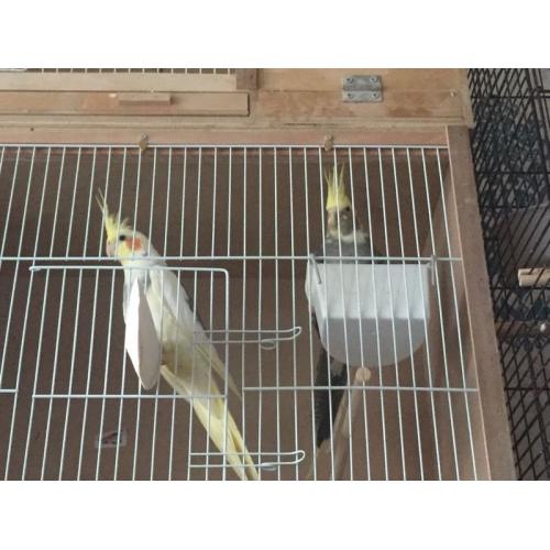 Pair pied cockateils