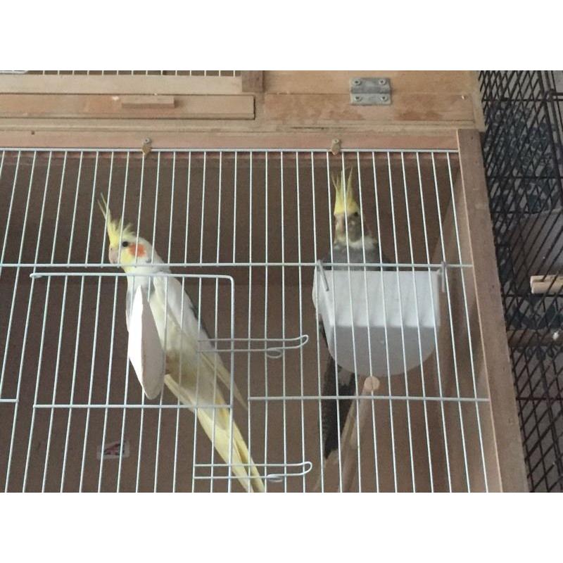 Pair pied cockateils