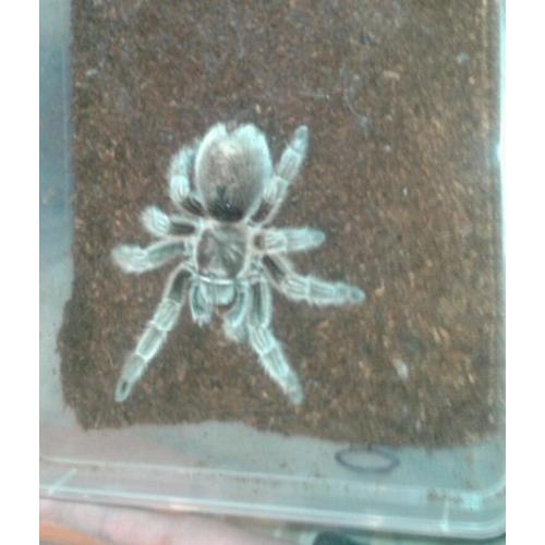 Chille rose adult female
