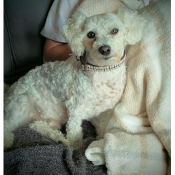 Bichon frise