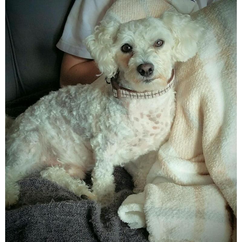 Bichon frise