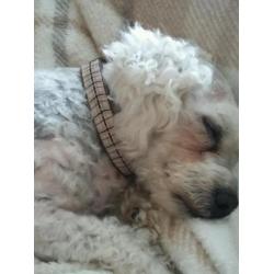 Bichon frise