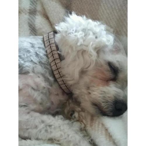 Bichon frise